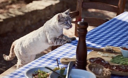 Cat eyeing food on the table Cat eyeing food on the table