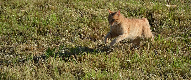 Cat running through grass Orang cat running through grass