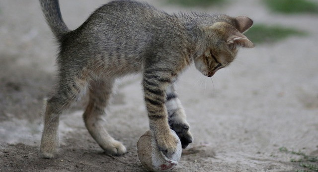 Soccor cat Kitten playing soccor with a small ball