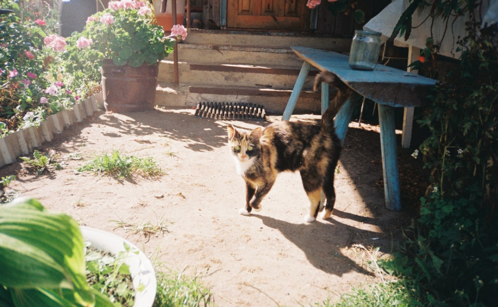 Cat on the patio Cat on the patio