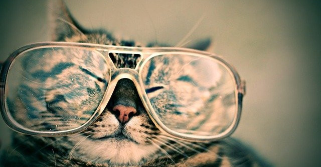 Cat smiling with cool glasses on
