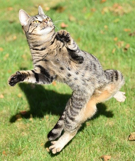 Cat dancing on one foot Cat dancing on one foot
