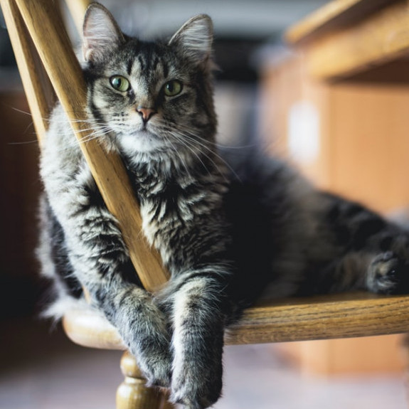 Cat on the kitchen chair Cat on the kitchen chair