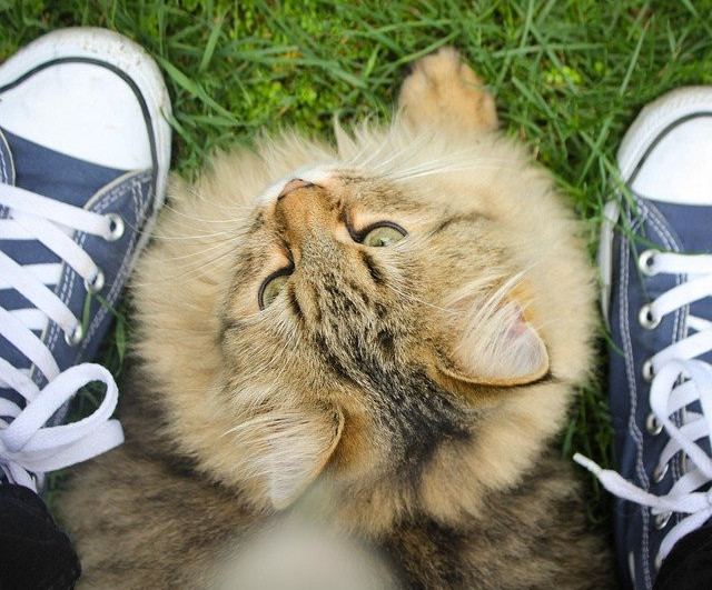 Siberian Forest Cat Siberian Forest Cat between two sneakers