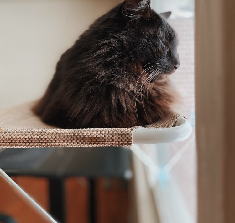 cat on a perch by the window cat sleeping on a perch by the window in the sun