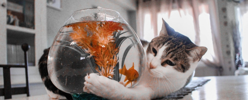 Cat watching a goldfish Cat watching a goldfish