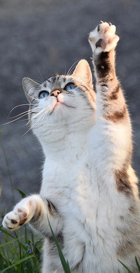 Cat raising paw in the air Cat raising paw in the air