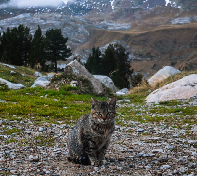 Cat in the mountains Cat in the mountains