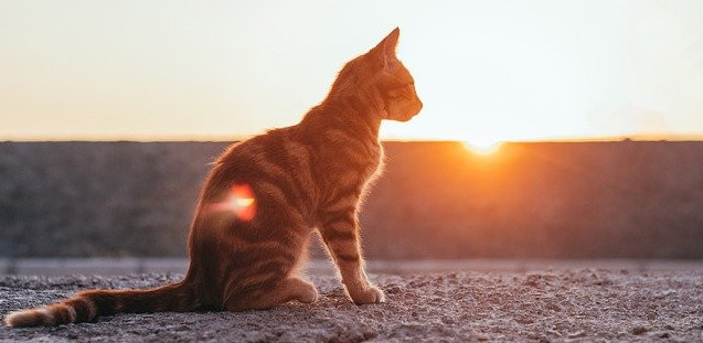 Cat at dawn Cat outside at dawn