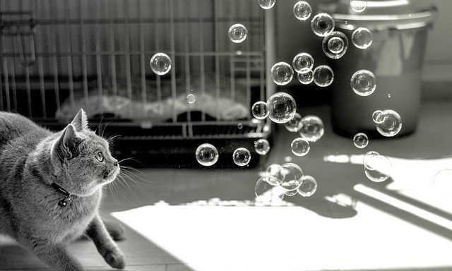 Cat watching bubbles outside Cat watching bubbles outside