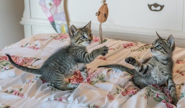 Kittens swatting at hanging toy Kittens swatting at a dangling mouse toy