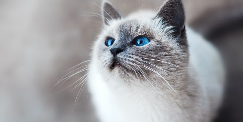 Cat with blue eyes Cat with blue eyes