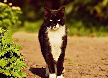 Black and white cat outside on the garden path.