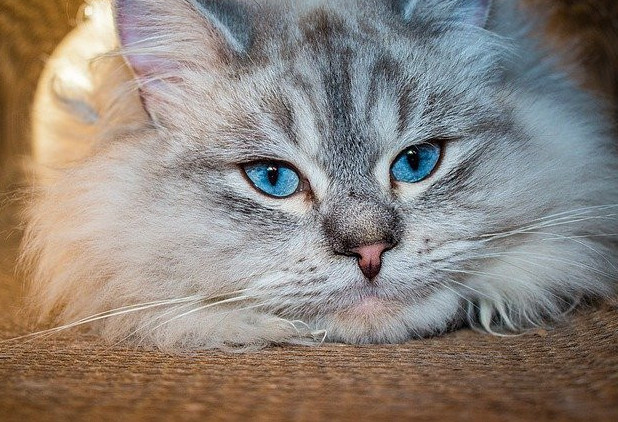 Cat Long- haired cat, white with blue eyes.