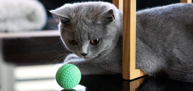 Cat and ball Cat and a toy ball