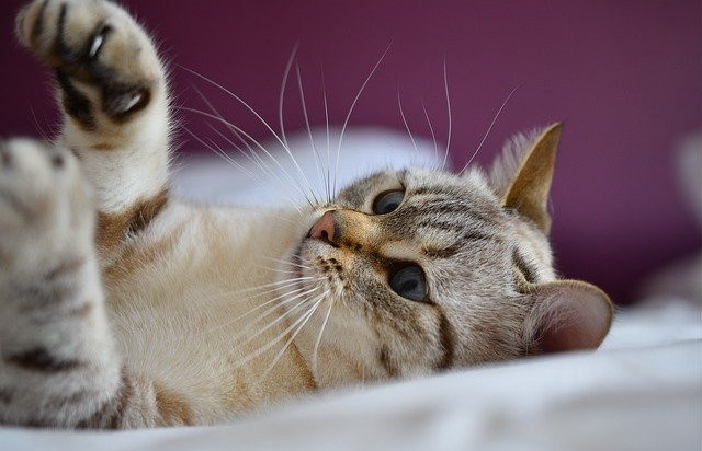 Cat playing inside white cat with brown and black stripes playing inside