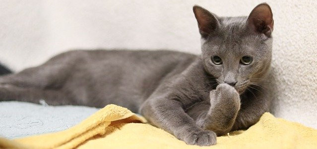 Cat grooming Grey cat grooming