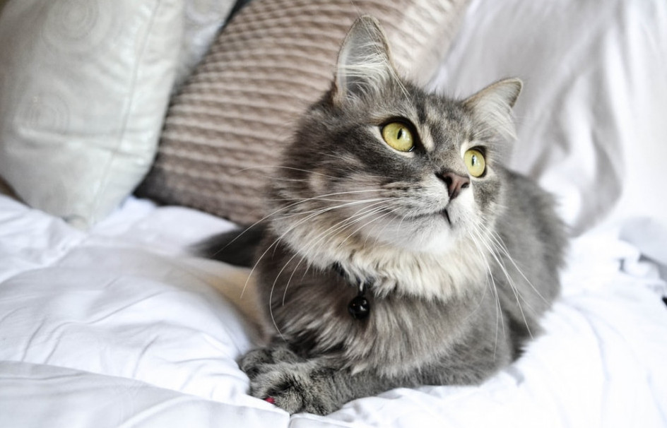 Grey and white cat on the bed