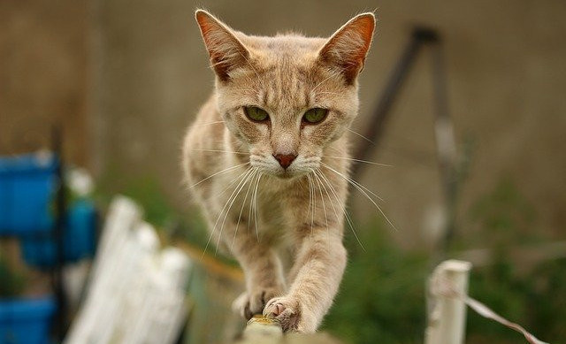 Cat walking on the top of a fence Cat walking on the top of a fence
