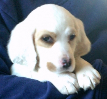 Savanah at 7 weeks old