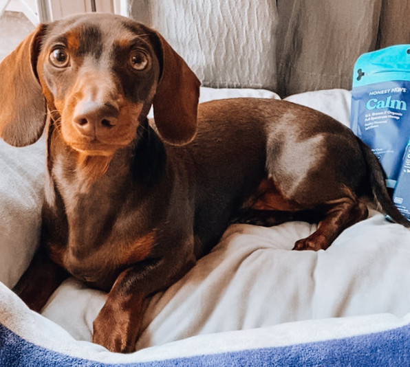 dog in doggy bed dog in doggy bed