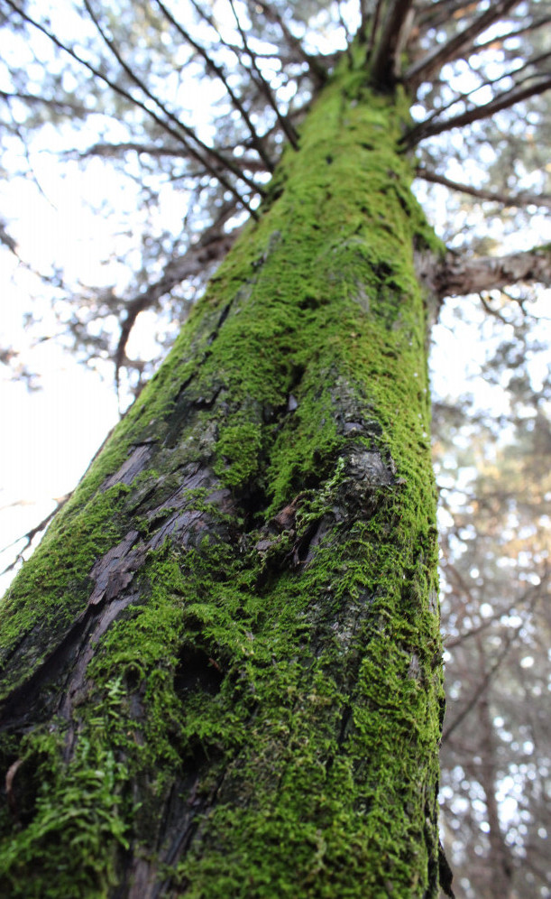 Mossy Tree