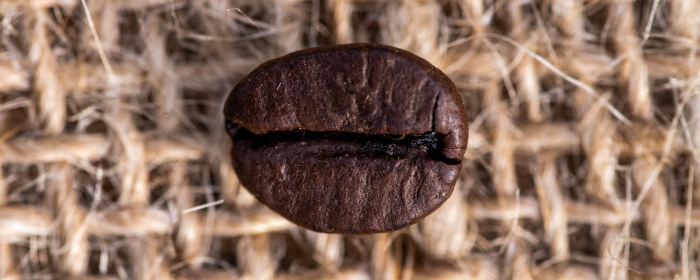 coffee bean