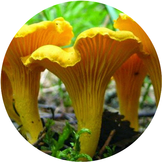 Edible Wild Mushrooms List From Foraging to Table Delights