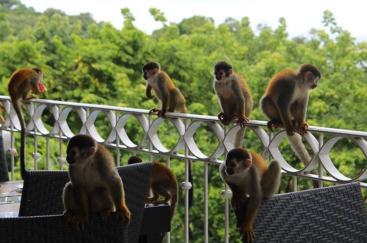 best hotel in Manuel Antonio, Costa Rica