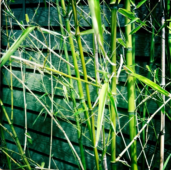 The Chinese Bamboo Tree