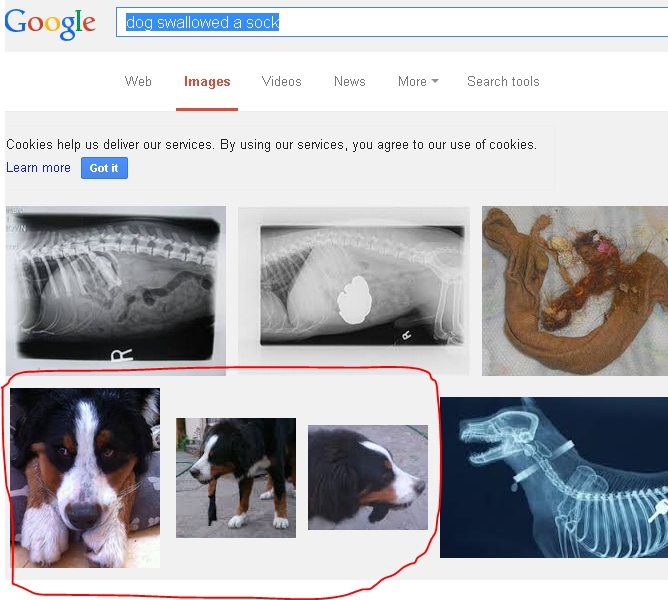 dog swallowed a sock search