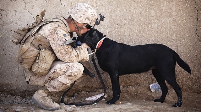 The How-To In Online Affiliate Marketing 2 No Marketer Left Behind soldier and dog image