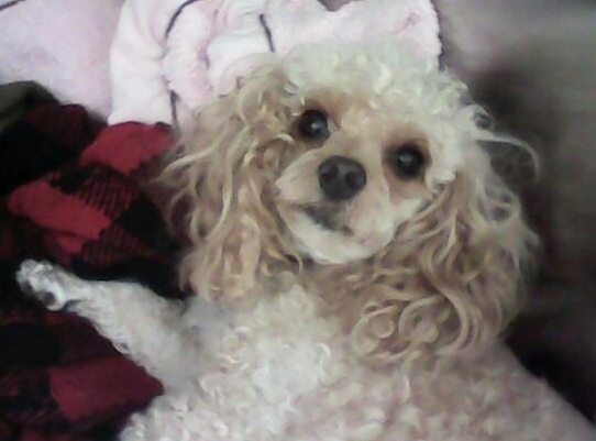 Emily after back surgery