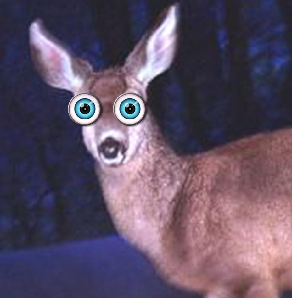 Deer in headlights