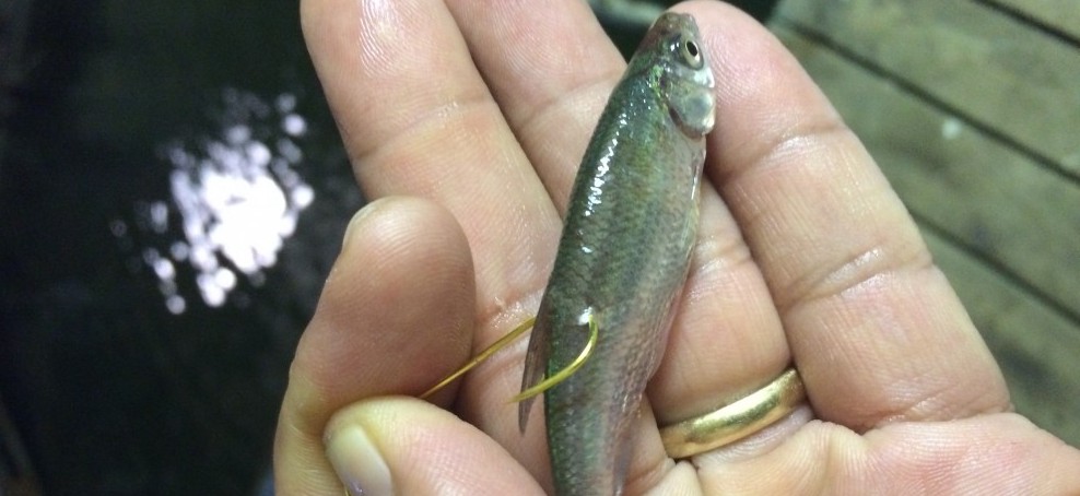 hook a minnow through the dorsal fin