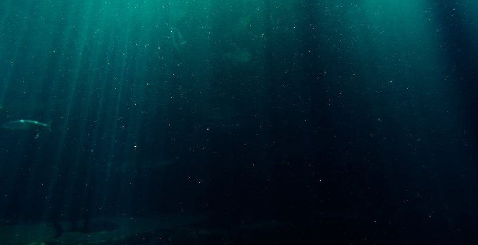 schools of fish