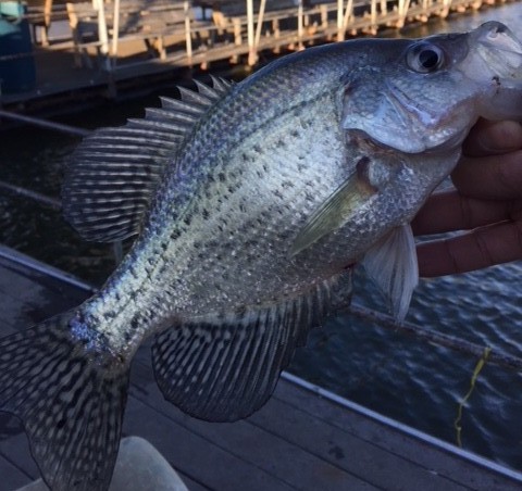 What is a Crappie