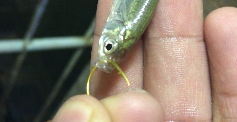how to hook a minnow correctly