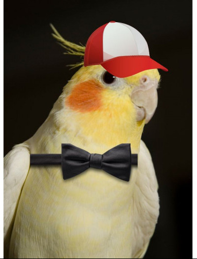 cockatiel photos