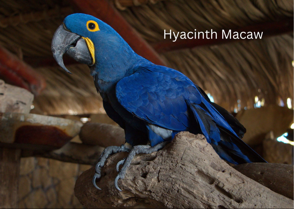 different types of macaw parrots