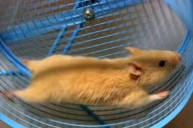 gerbil exercise wheel