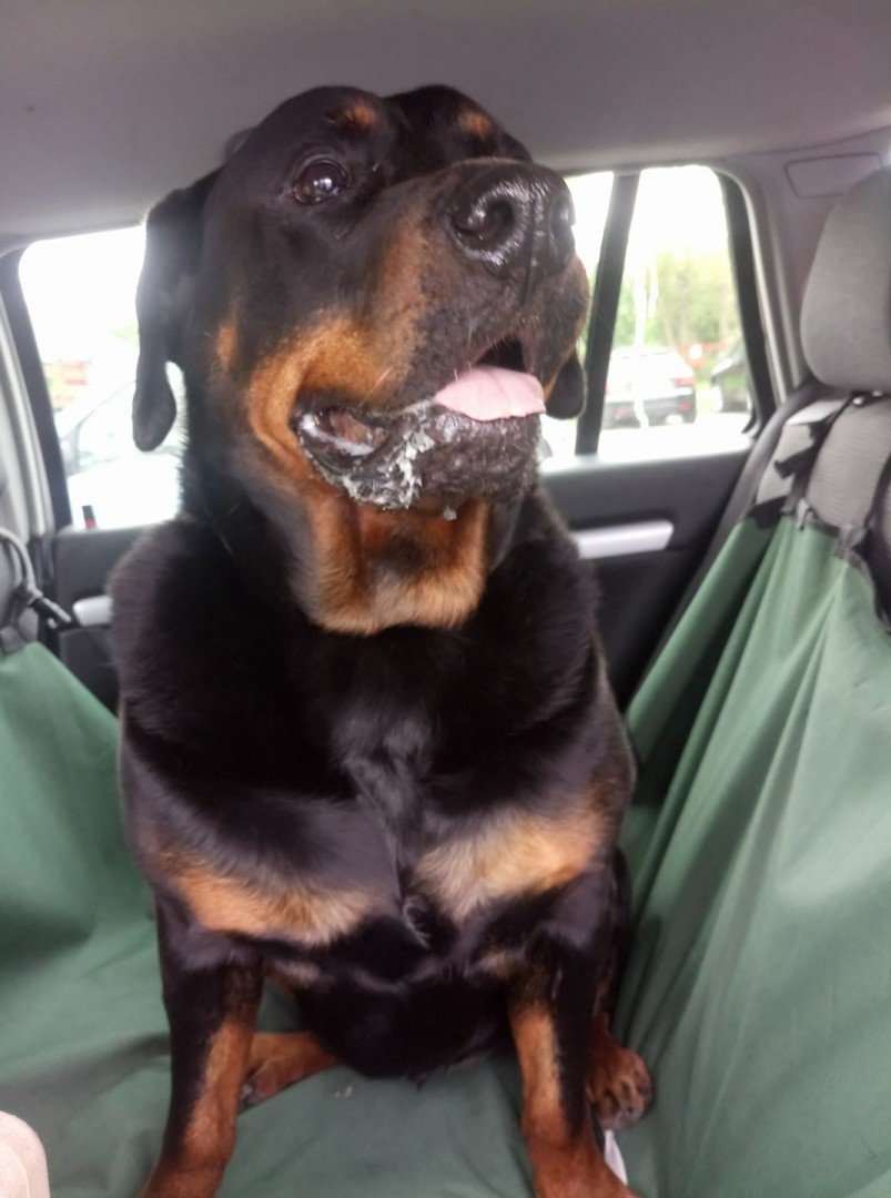 rottweiler limping