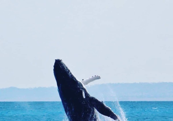 Best Time to go to Hervey Bay, Queensland , Australia