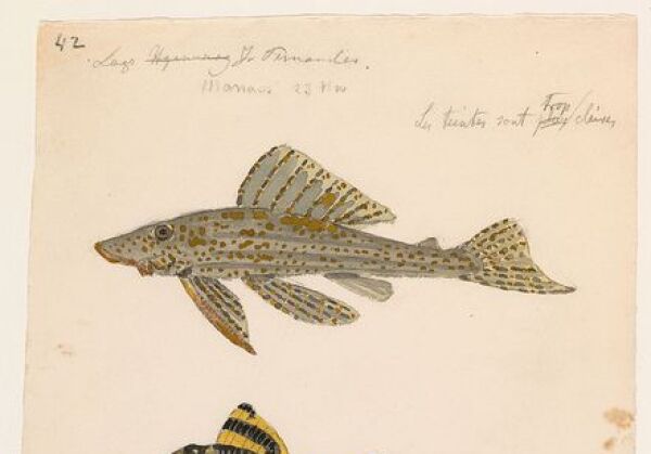 Best Time to go to Maues, Amazonas , Brazil