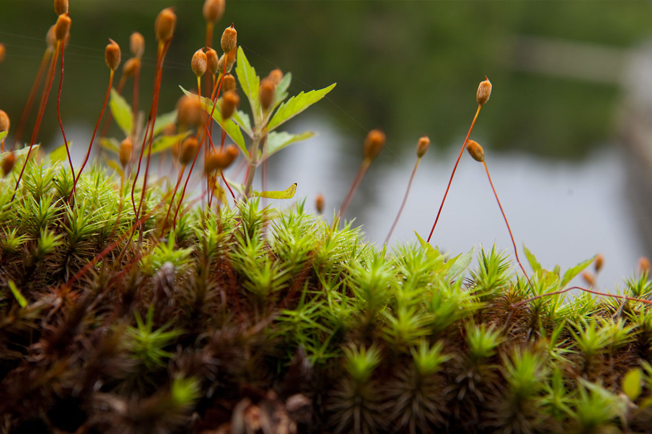 Visitez les parcs nationaux du Québec Sépaq