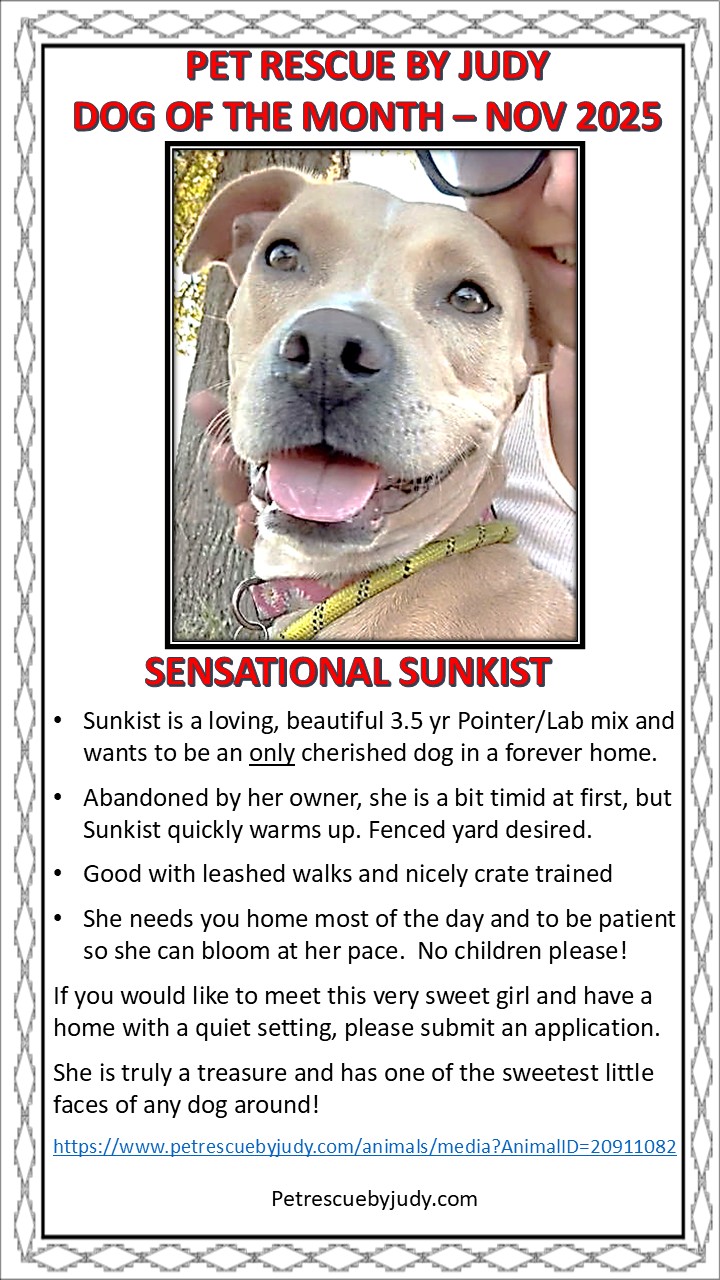 Nov 2025 dog of the month