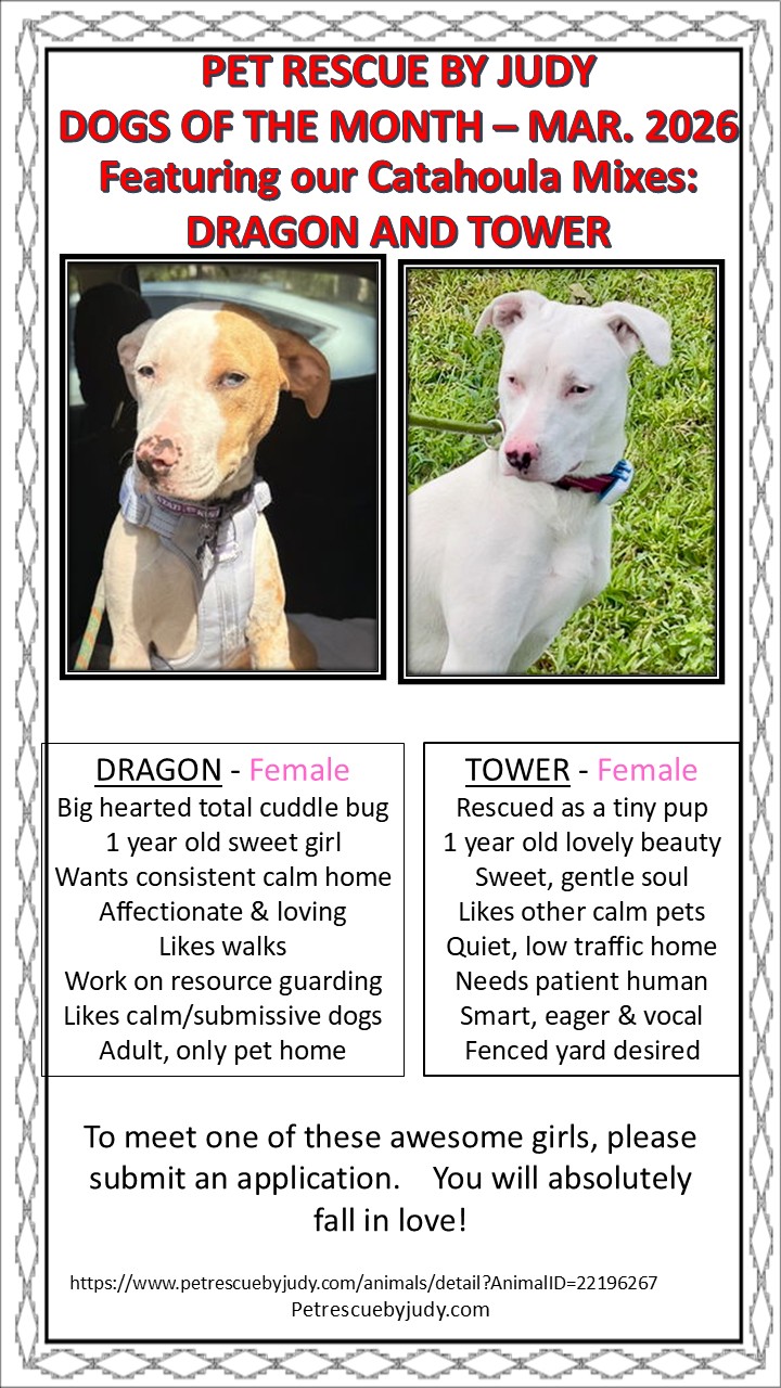 March 2026 dog of month