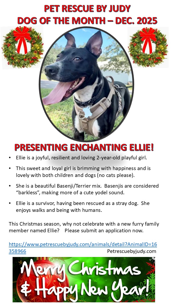 Dec 25 dog of month