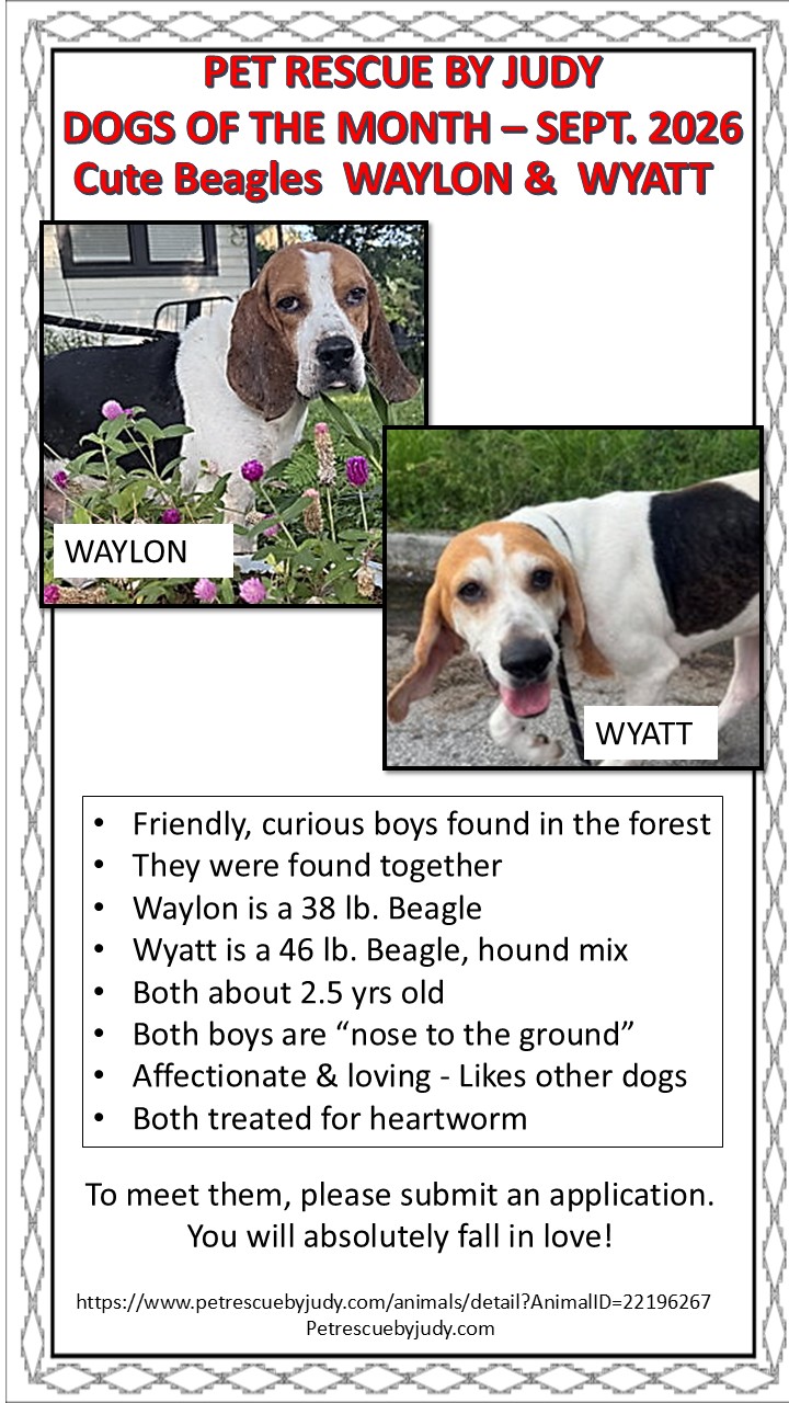 Sept 26 dog of month