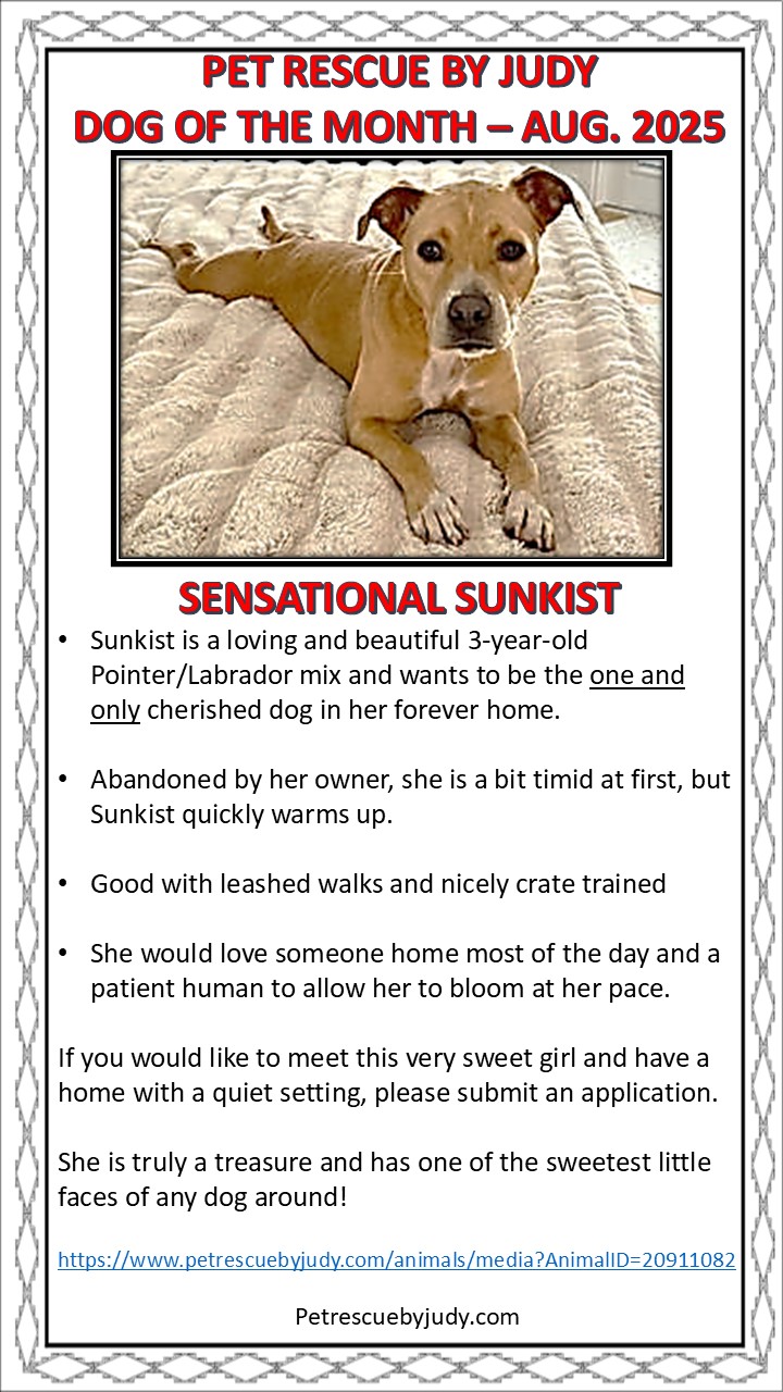 August '25 dog of month Sunkist